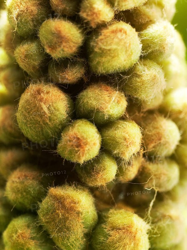 Chestnut, common horse-chestnut (Aesculus hippocastanum), young inflorescence, flower buds, fine hairs to protect the young shoots, macro photograph