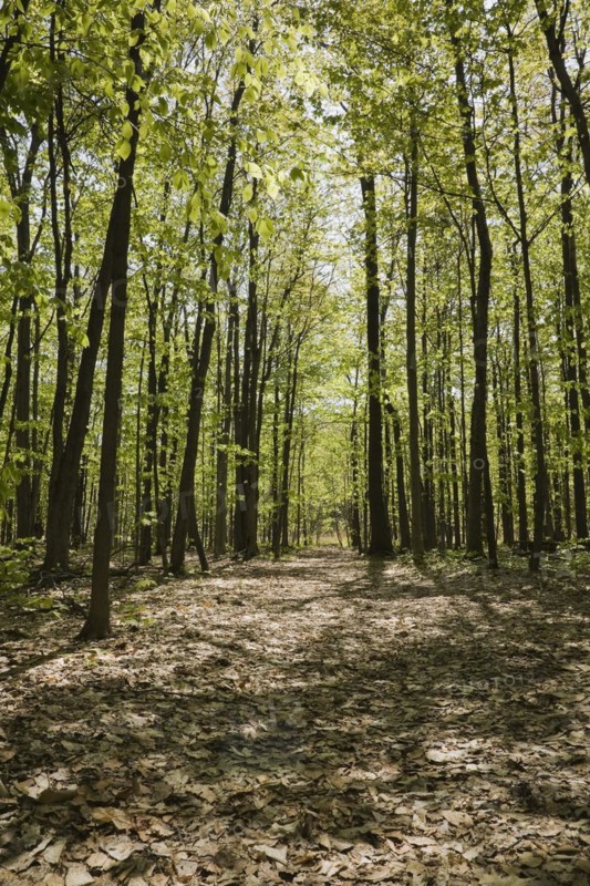 Walking path through forest of Acer, Maple trees in spring, Quebec, Canada, North America
