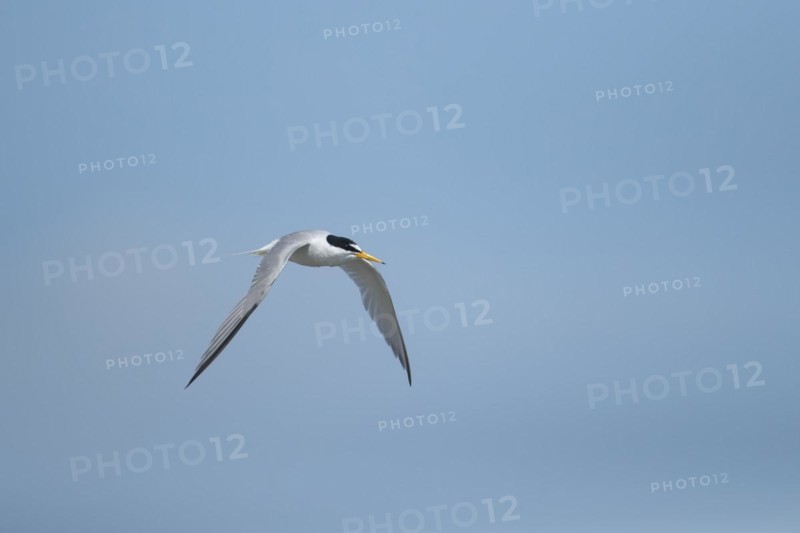 Little tern (Sternula albifrons) adult bird in flight against a blue sky, Suffolk, England, United Kingdom, Europe