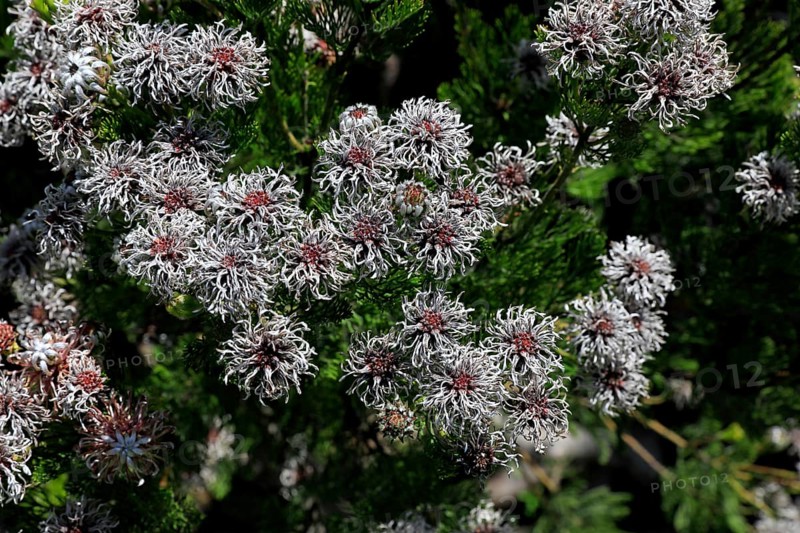 Serruria fucifolia (Serruria fucifolia), flowers, flowering, bush, fynbos, Kirstenbosch Botanical Gardens, Cape Town, South Africa, Africa