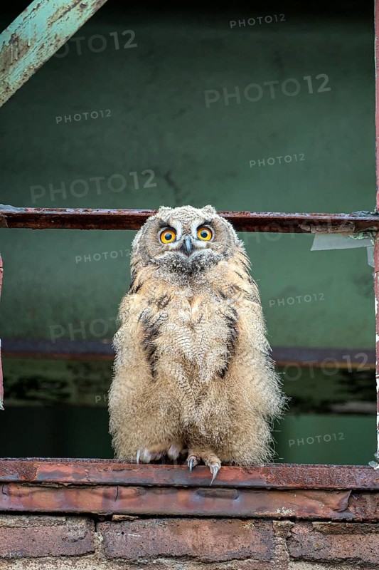 Eurasian eagle-owl (Bubo bubo), fledged young bird, in an old window frame, industrial building, Ewald colliery, Herten, Ruhr area, North Rhine-Westphalia, Germany, Europe