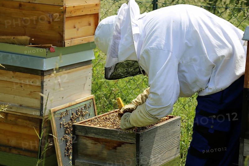 Beekeeper works on his hive