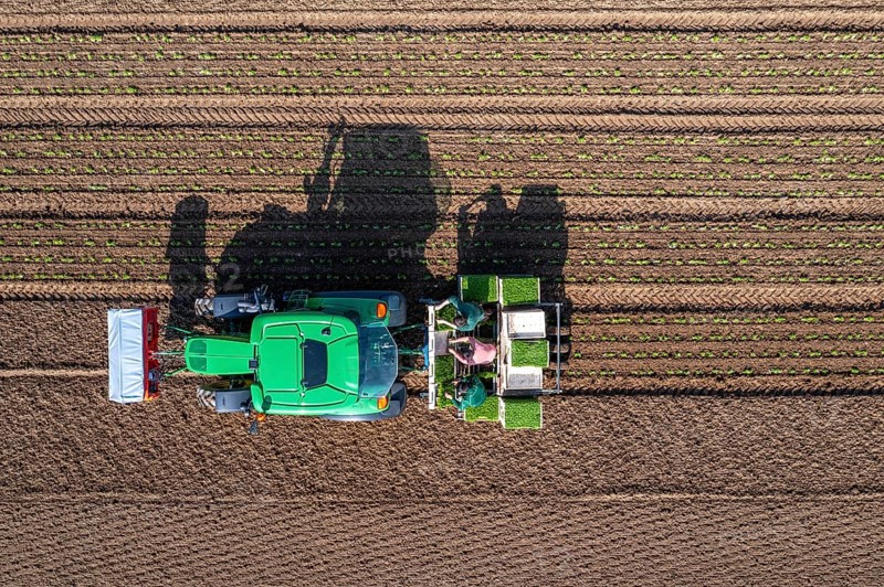 Agriculture, herb gardening, parsley is planted in rows in a field with a planting machine