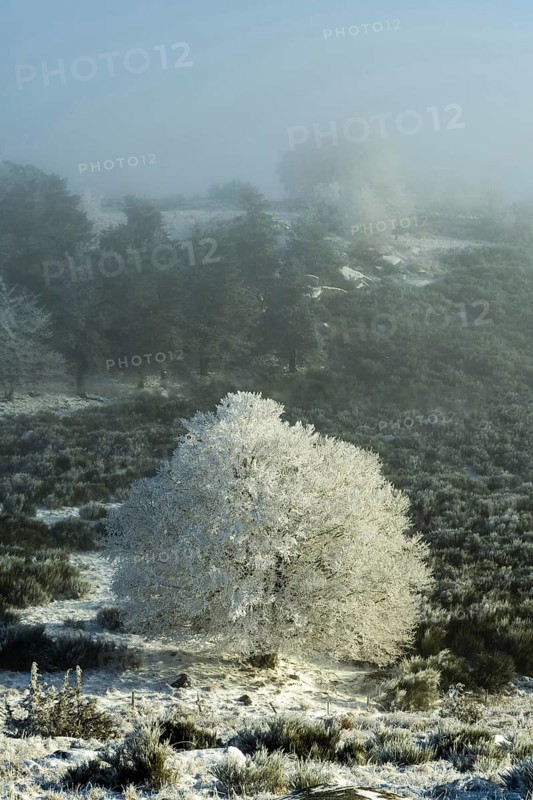 Aubrac plateau, snowy tree, Lozere department, Occitanie, France, Europe