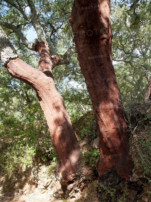Cork oak trees in Sierra de Aracena, Huelva province, Spain, Europe