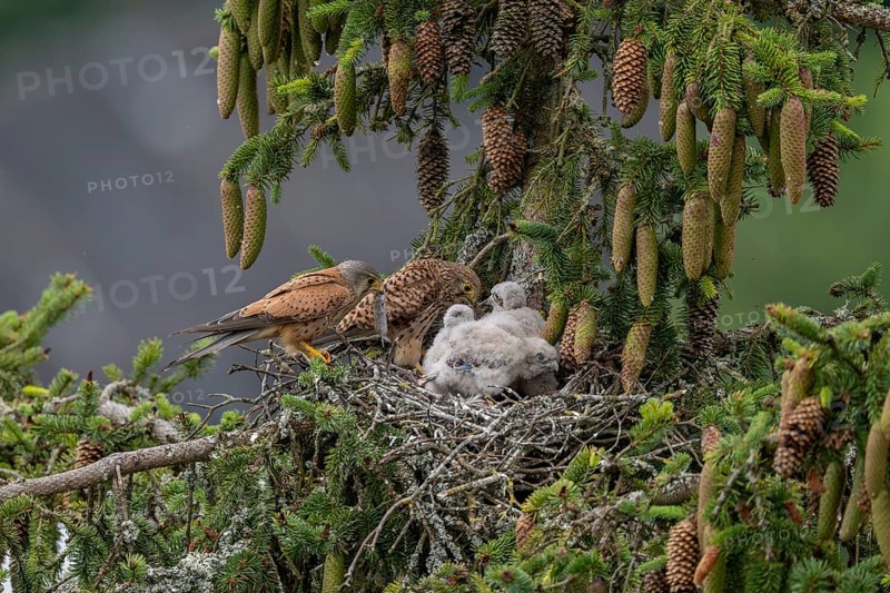 Common kestrel (Falco tinnunculus), female and male adult birds simultaneously bringing mice to the nest of the young birds that are not yet able to fly, Rhineland-Palatinate, Germany, Europe