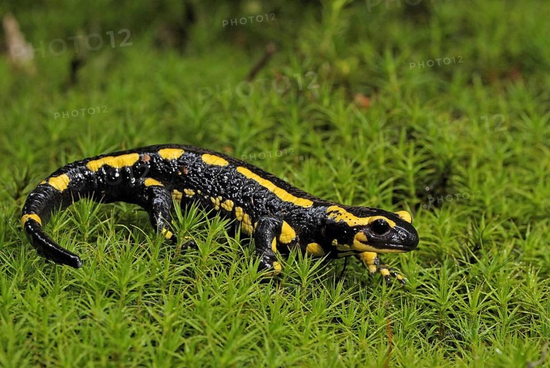 Fire salamander (Salamandra salamandra), Bavarian Forest NP, Bavaria, Federal Republic of Germany