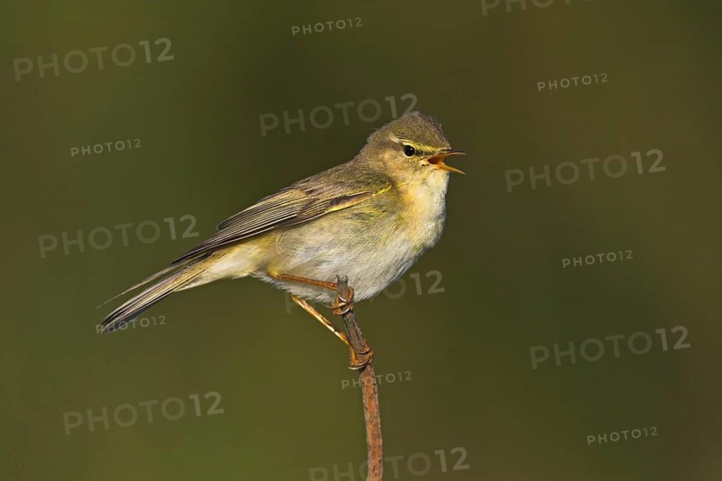 Willow warbler (Phylloscopus trochilus), Heligoland, Erpolzheim, Rhineland-Palatinate, Federal Republic of Germany