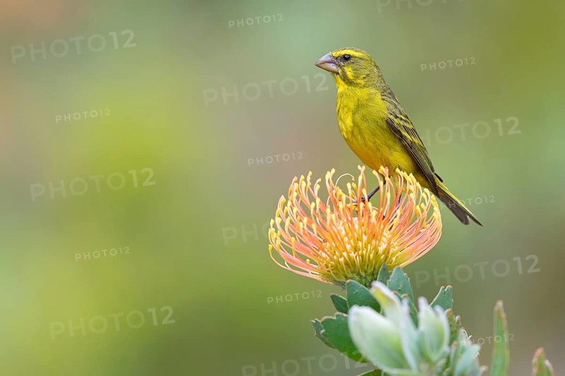 Brimstone canary (Crithagra sulphurata), Harold Porter National Botanical Gardens, Betty's Bay, Western Cape, South Africa, Africa