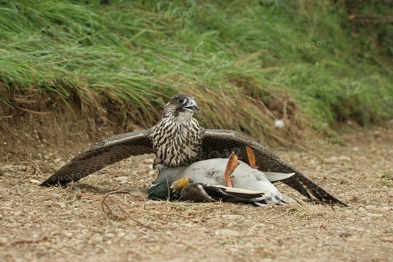 Gerfalcon (Falco rusticolus) young mallard with mallard drake (Anas platyrhynchos) Allgäu, Bavaria, Germany, Allgäu, Bavaria, Germany, Europe