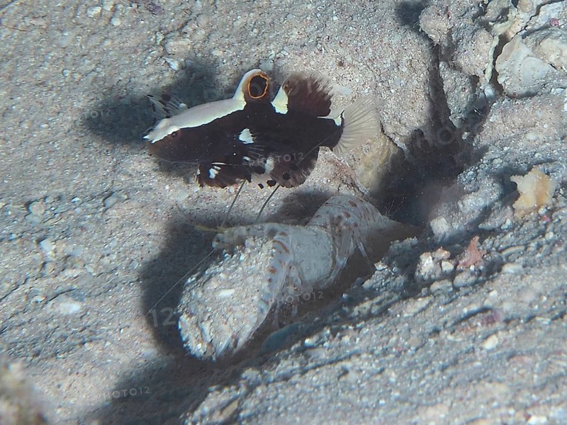 Barnacle partner goby (Lotilia graciliosa) and red spot crab (Alpheus rubromaculatus), dive site House Reef, Mangrove Bay, El Quesir, Red Sea, Egypt, Africa