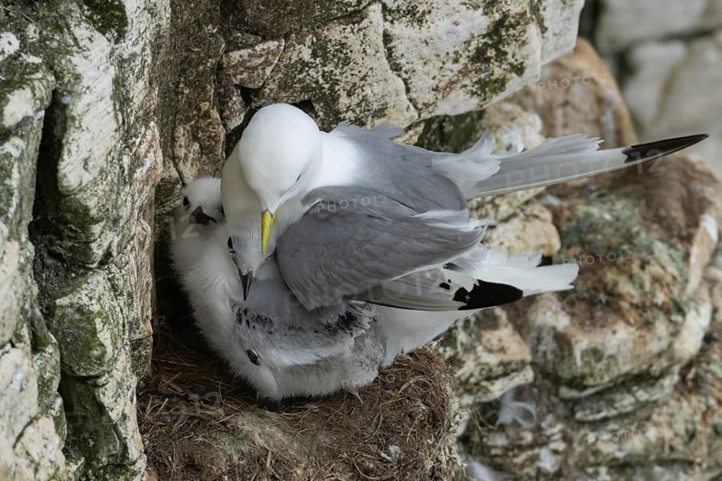 Kittiwake (Rissa tridactyla) adult bird with two juvenile baby chicks on a nest on a sea cliff ledge in the summer, Yorkshire, England, United Kingdom, Europe