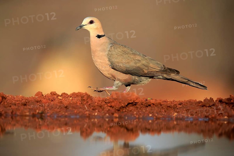 Red-eyed dove (Streptopelia semitorquata), Red-eyed Dove adult, at the water, Kruger National Park, Kruger National Park, Krugerpark, South Africa, Africa