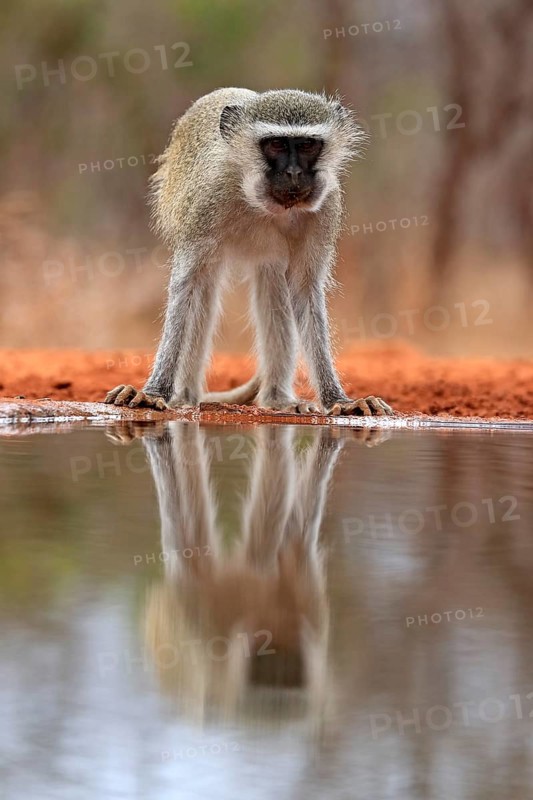Vervet Monkey (Chlorocebus pygerythrus), adult, at the water, alert, Kruger National Park, Kruger National Park, Kruger National Park South Africa
