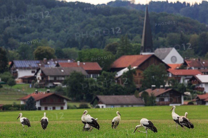 Storks in a meadow in front of a village, Großweil, Bavaria, Germany, Europe