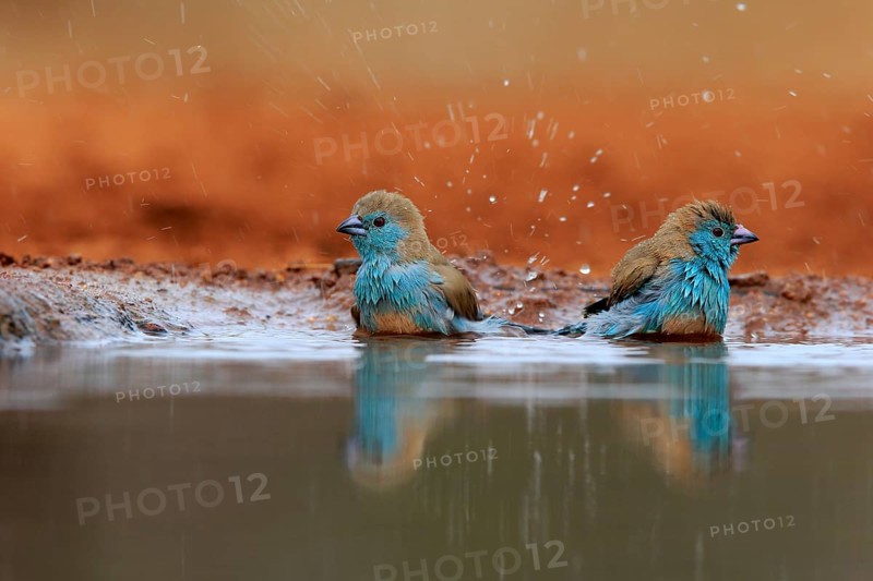 Angolan butterfly finch (Uraeginthus angolensis), blue-eared butterfly finch, adult, two birds, at the water, bathing, Kruger National Park, Kruger National Park, Krugerpark, South Africa, Africa