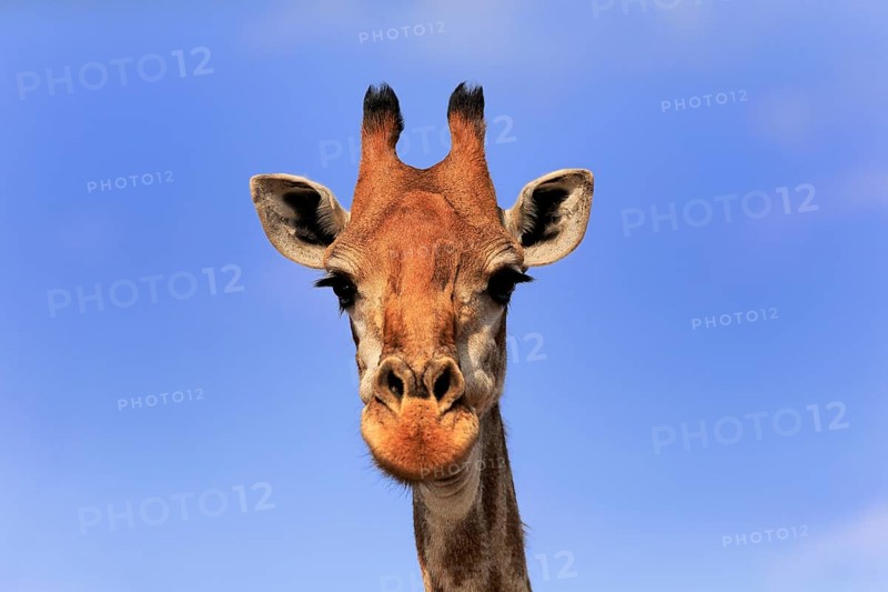 Southern giraffe (Giraffa camelopardalis giraffa), adult, portrait, Kruger National Park, Kruger National Park, Krugerpark, South Africa, Africa