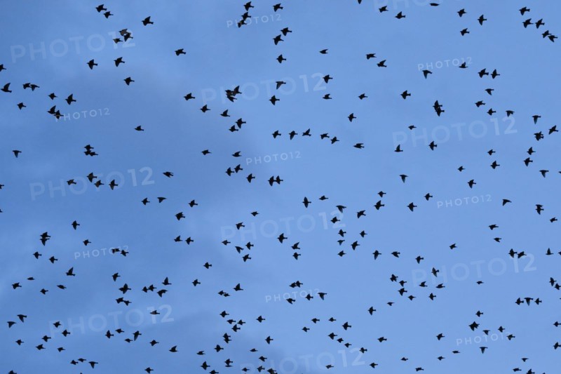 Flock of starlings in flight at dusk