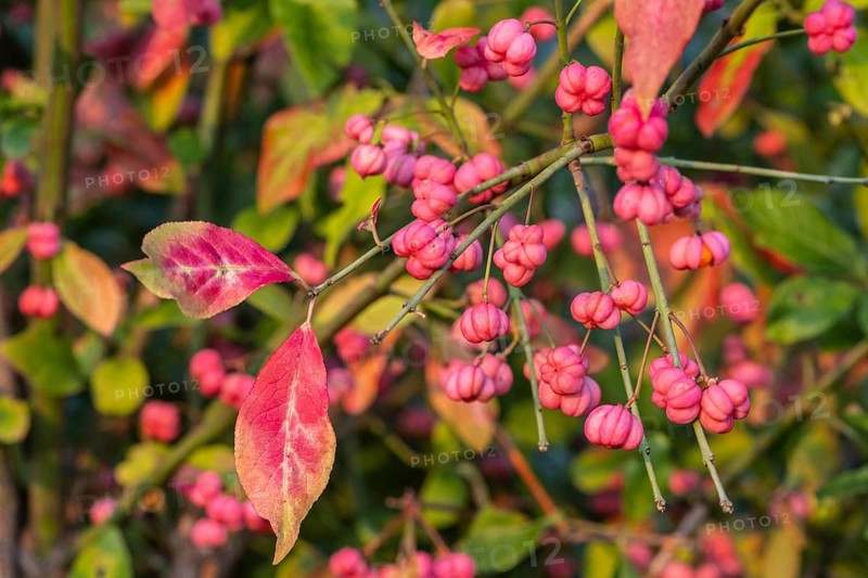 European spindle bush (Euonymus europaeus), Emsland, Lower Saxony, Germany, Europe