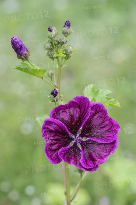 Mallow (Malva moschata), Emsland, Lower Saxony, Germany, Europe