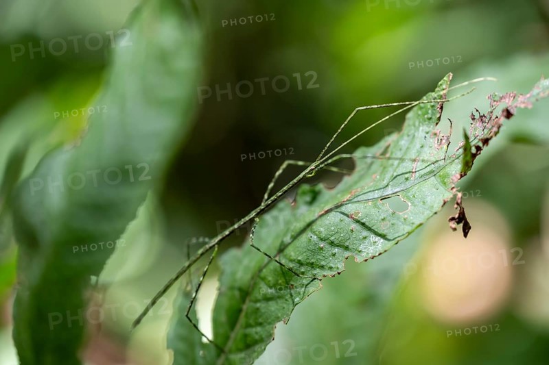 Green patterned stick insect (Phasmatodea) camouflaging itself on a leaf, Corcovado National Park, Osa Peninsula, Puntarena Province, Costa Rica, Central America