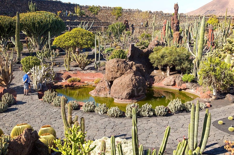 Cactus plants inside Jardin de Cactus designed by César Manrique, Guatiza, Lanzarote, Canary Islands, Spain, Europe
