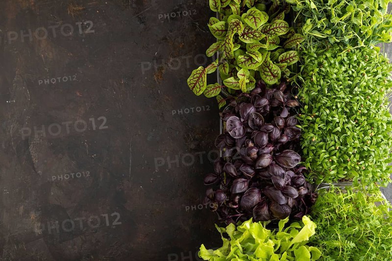 Set of boxes with microgreen sprouts of purple basil, lettuce, sorrel, pea, cilantro on black concrete background. Top view, flat lay, copy space