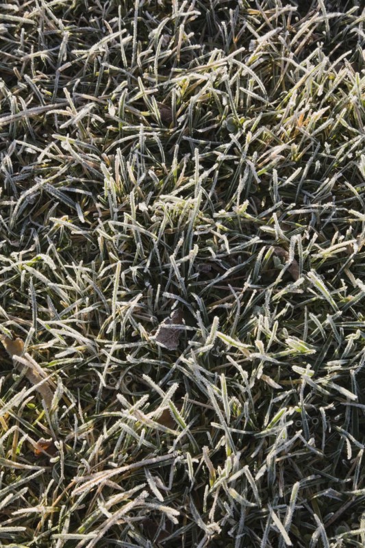 Close-up of frost and ice covered Poa pratensis, Kentucky Bluegrass lawn in early morning light in late autumn, Quebec, Canada, North America