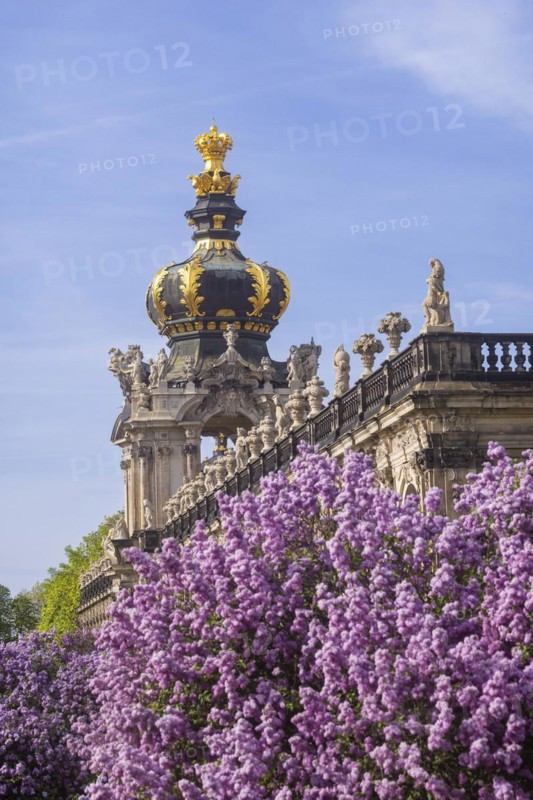 The lilacs bloom magnificently at the Zwinger moat, Dresden, Saxony, Germany, Europe