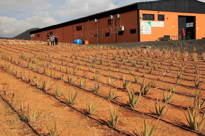 Aloe vera plants commercial cultivation factory building, Tiscamanita, Fuerteventura, Canary Islands, Spain, Europe