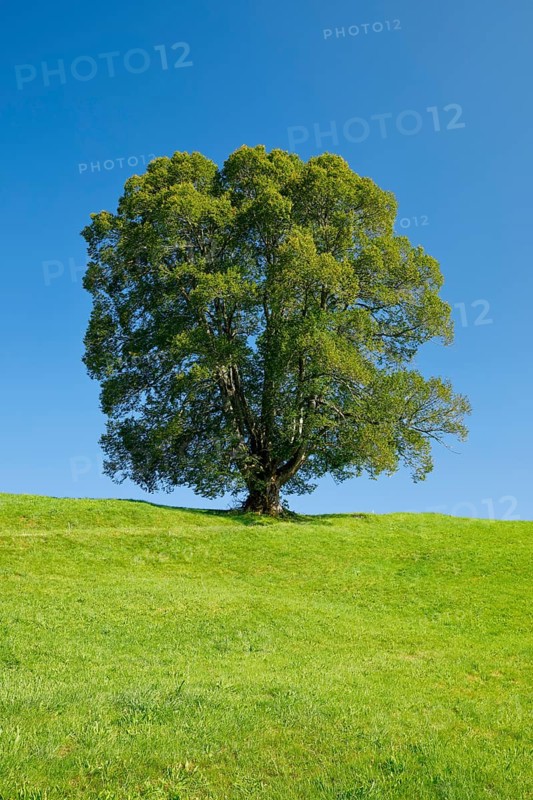 Large lime tree in Oberägeri, Canton Zug, Switzerland, Europe