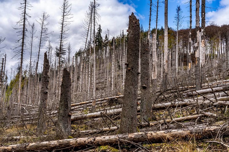 Dead spruce trees, broken by wind, lying in disarray, forest dieback in the Arnsberg Forest nature park Park, over 70 per cent of the spruce trees are diseased, damaged, mostly by the bark beetle, which was able to spread due to drought and heat, climate change, near Hirschberg, North Rhine-Westphalia, Germany, Europe