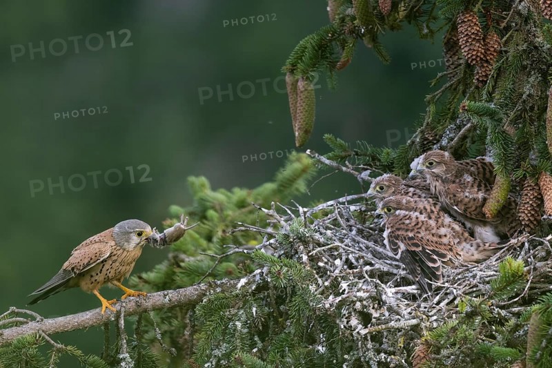 Common kestrel (Falco tinnunculus) at the nest with young birds, Daun, Eifel, Rhineland-Palatinate, Germany, Europe