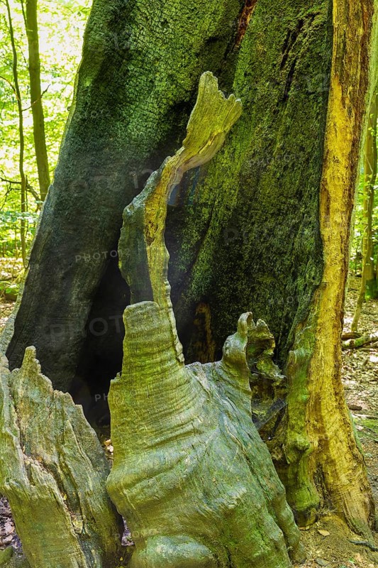 The Sababurg primeval forest, also known as the Reinhardswald primeval forest, is a nature and landscape conservation area that emerged from a hut forest. It is located near the Sababurg in the Reinhardswald in the northern Hessian district of Kassel, Reinhardswald, Reinhardswald, Hesse, Germany, Europe