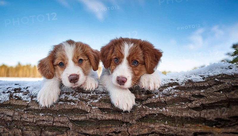 KI generated, dog, dogs, puppy, one, two, three, play, snow, winter, autumn leaves, blue sky, Kromfohrländer, Fox Terrier, (Canis lupus familiaris), German dog breed, rough coat, smooth coat, studio, AI generated