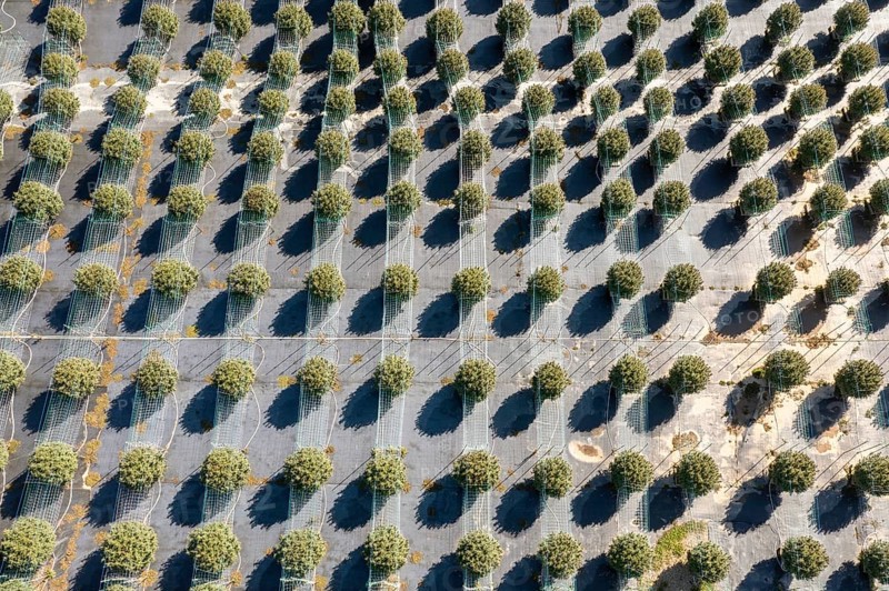 Paw Paw, Michigan, Grasshopper Farms, a large outdoor cannabis grower in west Michigan