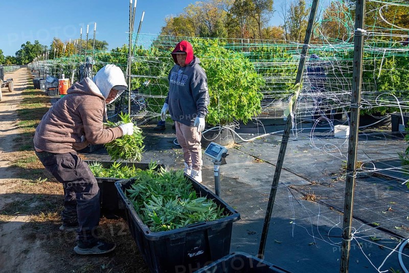 Paw Paw, Michigan, Migrant farmworkers harvest cannabis at Grasshopper Farms. Workers weigh each bin as the cannabis is harvested