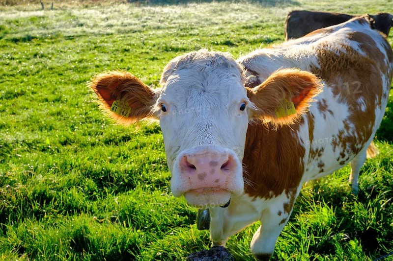 Curious cows, in the Kirchsee Filzen, Kirchseemoor, near Sachsenkam, Tölzer Land, Alpine foothills, Upper Bavaria, Bavaria, Germany, Europe