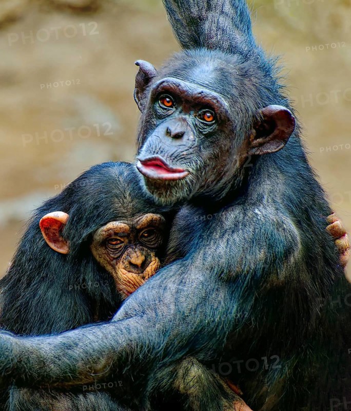 Animal portrait, western chimpanzee (Pan troglodytes verus) cuddling with young animal, captive, distribution central and western Africa