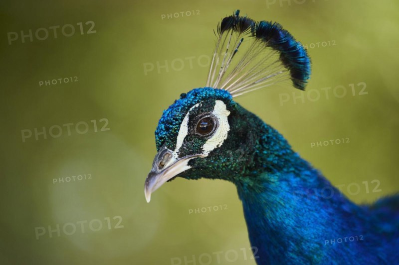 Indian peafowl (Pavo cristatus) portrait, Spain, Europe