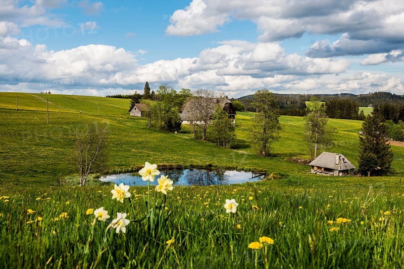 Farms and flowering meadow, Thurner, near St Märgen, Black Forest, Baden-Württemberg, Germany, Europe