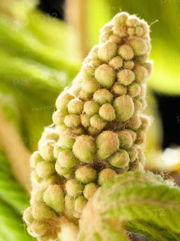 Chestnut, common horse-chestnut (Aesculus hippocastanum), young inflorescence, flower buds, fine hairs to protect the young shoots, macro photograph