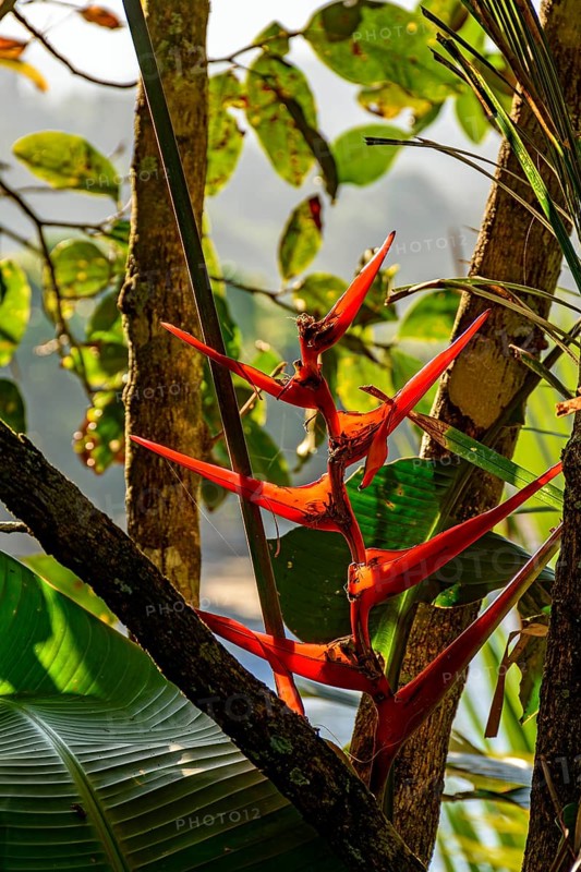 Red native flower, Heliconia acuminata, from the tropical forest preserved in Ilhabela, coast of São Paulo, Ilhabela, Sao Paulo, Brazil, South America