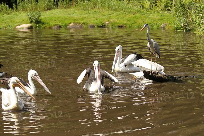 Grey heron (Ardea cinerea) australian pelicans (Pelecanus conspicillatus) and on the left a american white pelican (Pelecanus erythrorhynchos) Vogelpark Walsrode, Lower Saxony, Germany, Europe