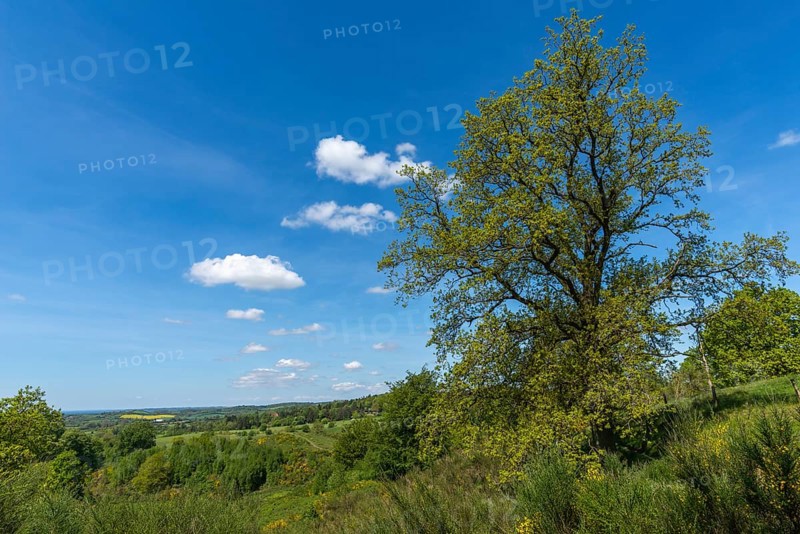 Svanninge Bakker, Faaborg, wooded heights in southern Funen, nature reserve, recreation, hiking, South Funen, Denmark, Europe