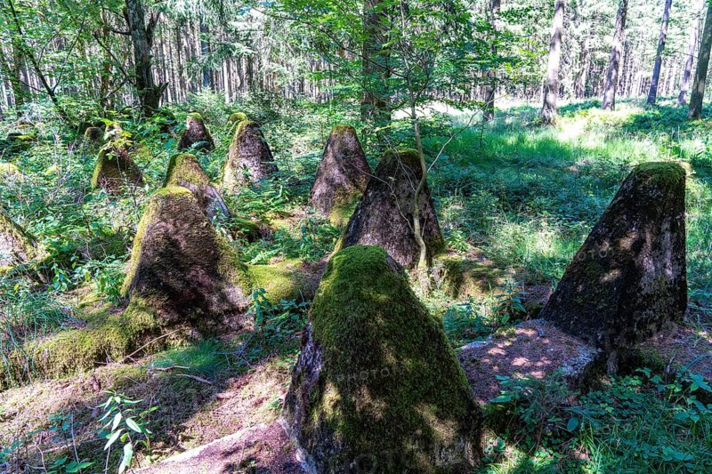 Remains of the former Westwall, anti-tank barriers, on the border with Belgium, in a forest near the village of Miescheid, North Rhine-Westphalia, Germany, Europe
