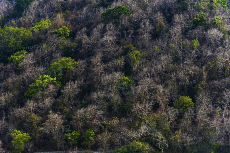 Dry forest in climate change, jungle, tropics, tropical, nature, tree, drought, jungle, landscape, forest, climate, death, drying up, water shortage, ecosystem, climate change, tropical wood, tropical forest, rainforest, global warming, earth, world, world climate, ecology, ecological, asian, green, air, co2, forestry, climate protection, resources, environment, environmental degradation, background, texture
