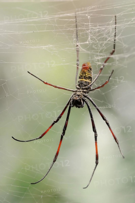 Silk spider (Nephila spec.) in web, captive, North Rhine-Westphalia, Germany, Europe