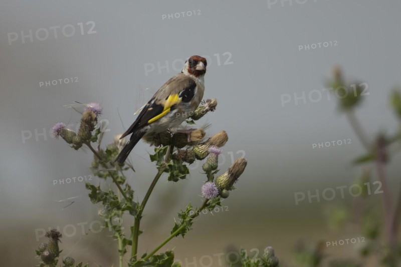 European goldfinch (Carduelis carduelis) adult bird on a Creeping thistle seedhead in the summer, England, United Kingdom, Europe