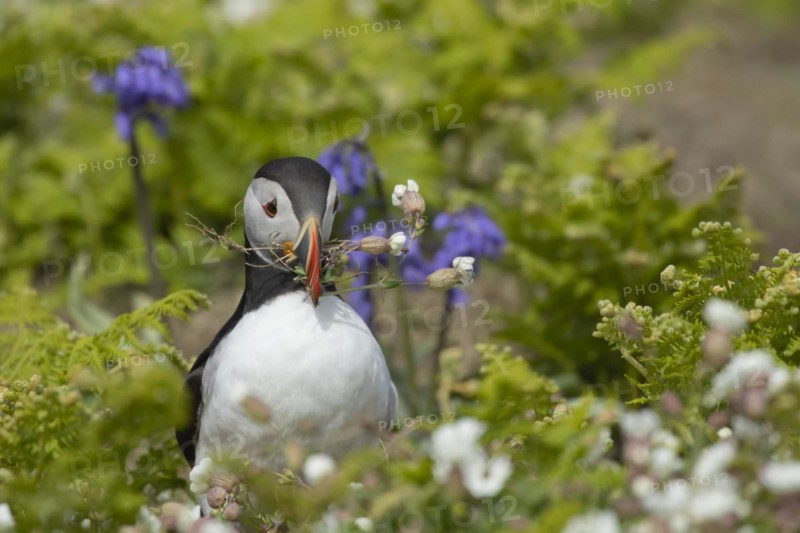 Atlantic puffin (Fratercula arctica) adult bird collecting Sea campion foilage for nesting material, Skomer island, Wales, United Kingdom, Europe